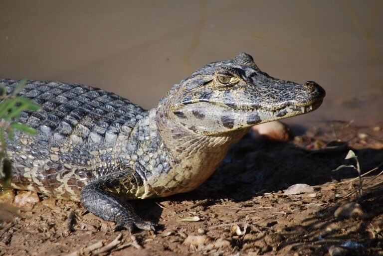 Jakie jest cło na towary z Chin