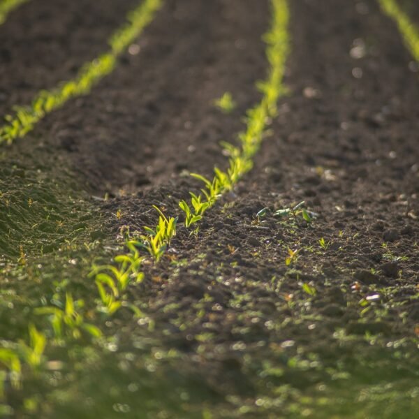 hodowla szynszyli jak zacząć