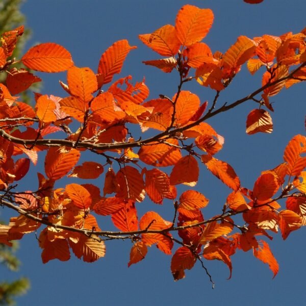Jak zacząć handel zagraniczny
