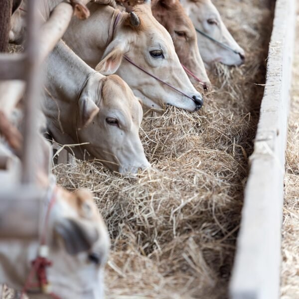 Ile stali produkuje Polska